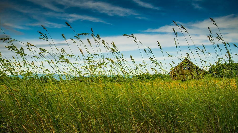 Barn Through the Tall Grasses art print by Don Schwartz for $57.95 CAD