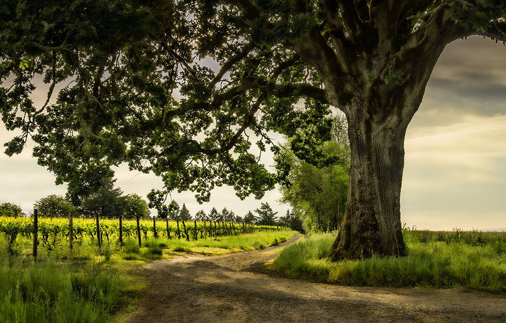 Winding Through the Vineyard art print by Don Schwartz for $57.95 CAD