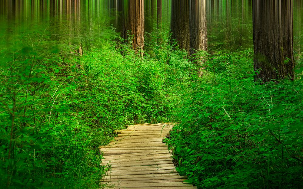 Deep in the Woods art print by Don Schwartz for $57.95 CAD