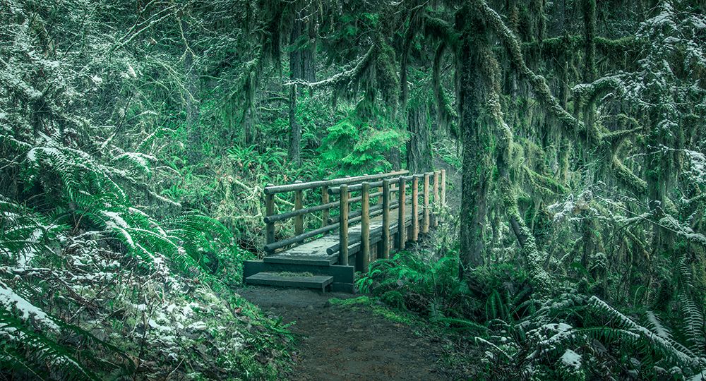 Through the Emerald Forest art print by Don Schwartz for $57.95 CAD