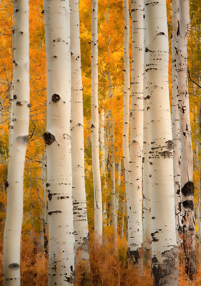Aspens in Autumn art print by Don Schwartz for $57.95 CAD