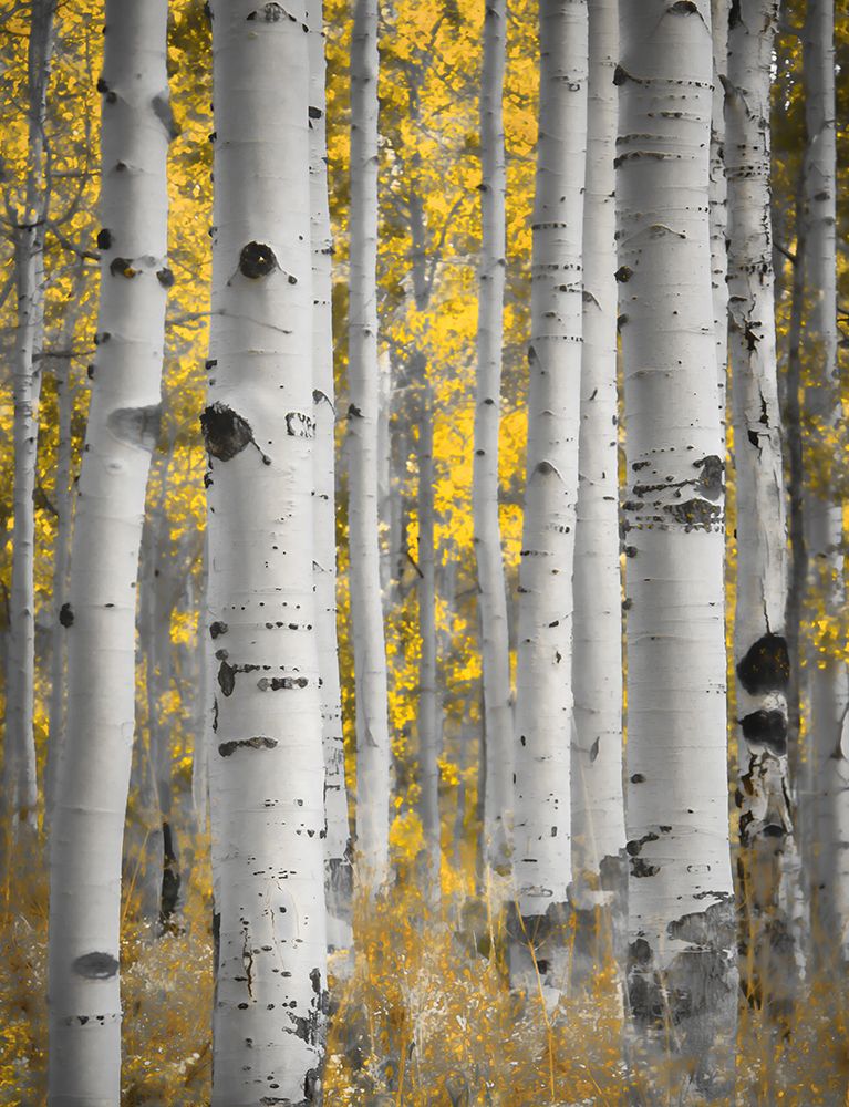Aspens in the Forest art print by Don Schwartz for $57.95 CAD