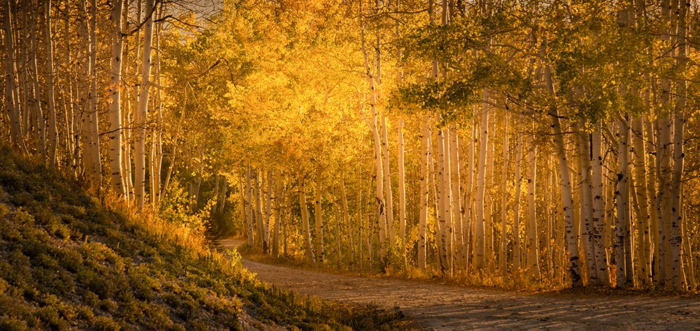 Aspens in the Fading Sunlight art print by Don Schwartz for $57.95 CAD