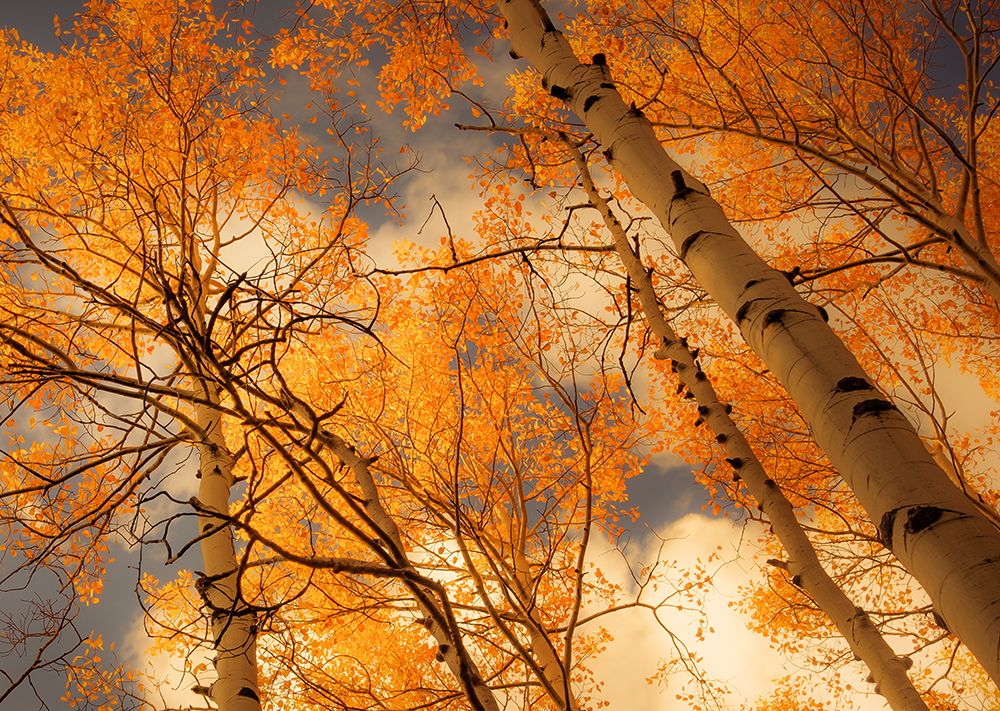 Towering Aspens art print by Don Schwartz for $57.95 CAD
