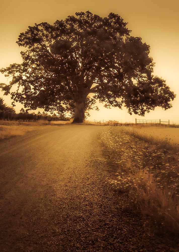 The Tree at the End of the Road art print by Don Schwartz for $57.95 CAD