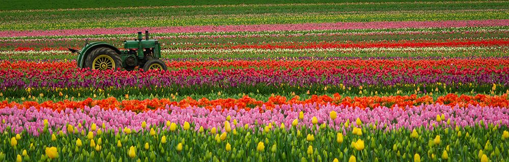 Tractor in the Tulips art print by Don Schwartz for $57.95 CAD