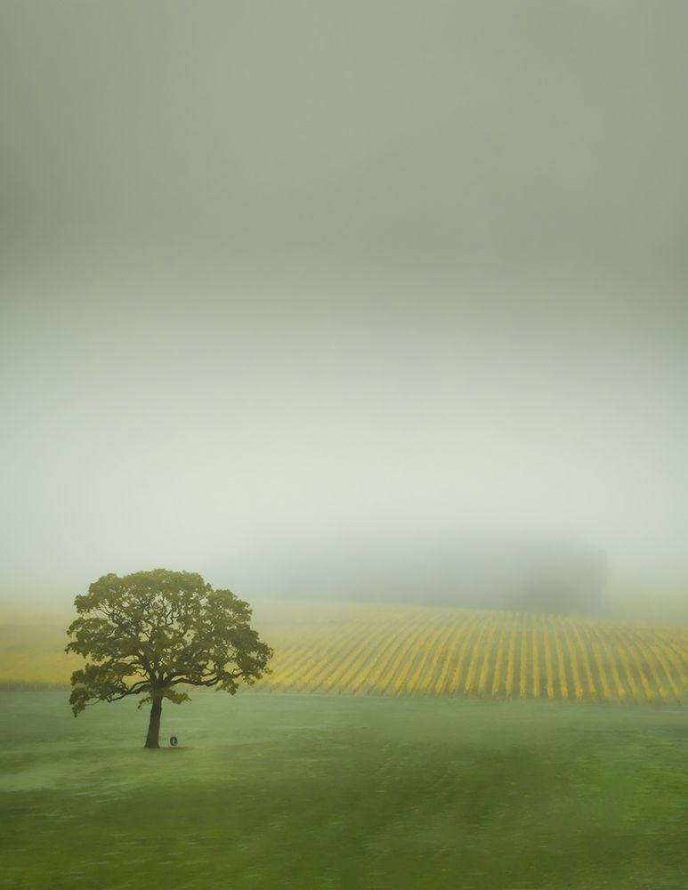 Lone Tree in the Vineyard art print by Don Schwartz for $57.95 CAD