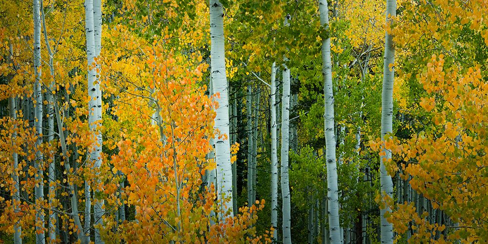 Aspen Grove in Autumn art print by Don Schwartz for $57.95 CAD