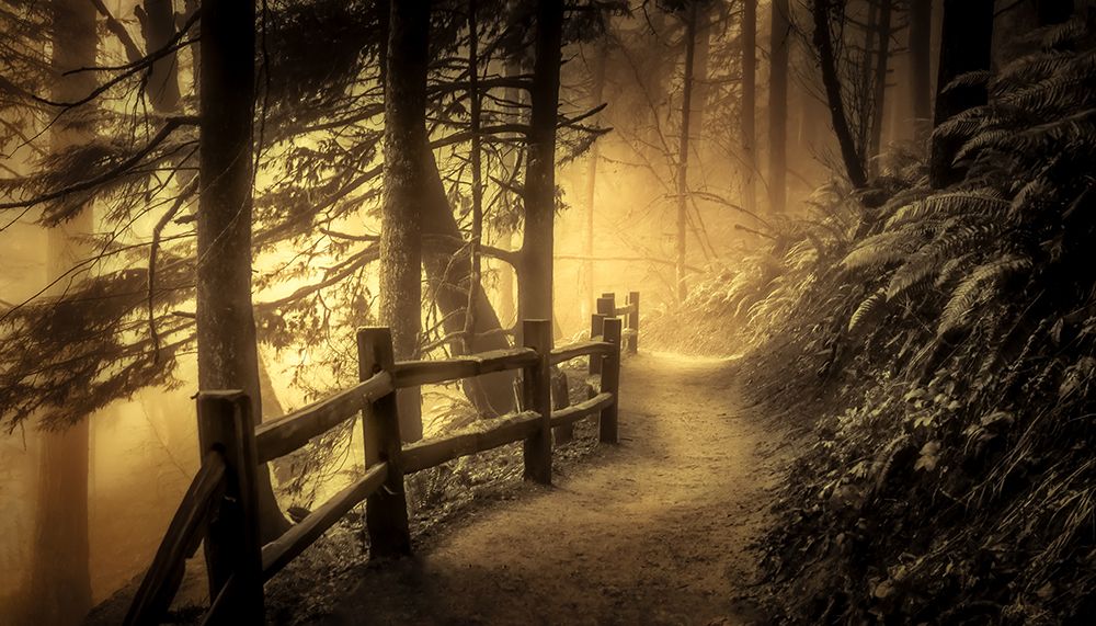Into the Mist and Light art print by Don Schwartz for $57.95 CAD