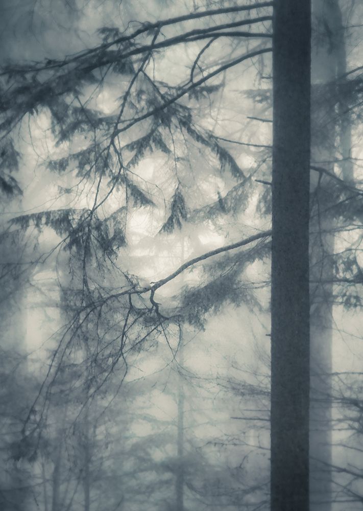 Deep in the Mist art print by Don Schwartz for $57.95 CAD