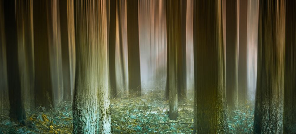 Misty Woods art print by Don Schwartz for $57.95 CAD