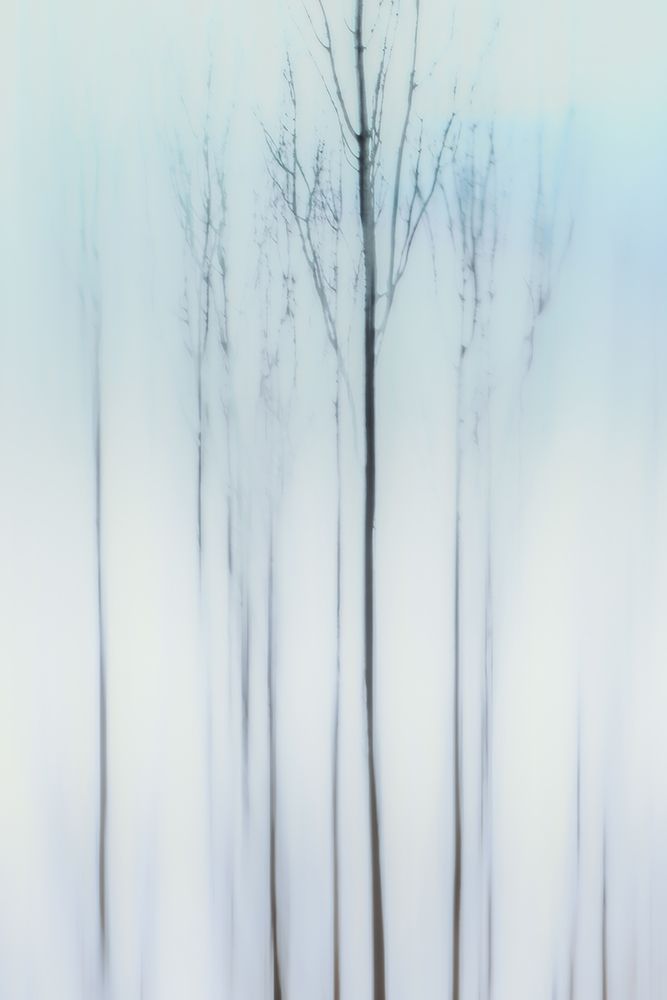Delicate Trees art print by Don Schwartz for $57.95 CAD