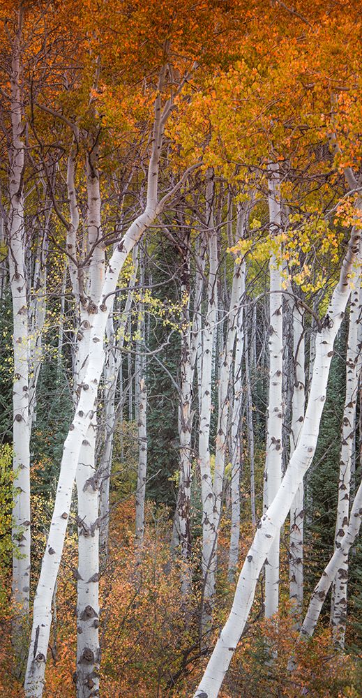 Slender Aspens art print by Don Schwartz for $57.95 CAD