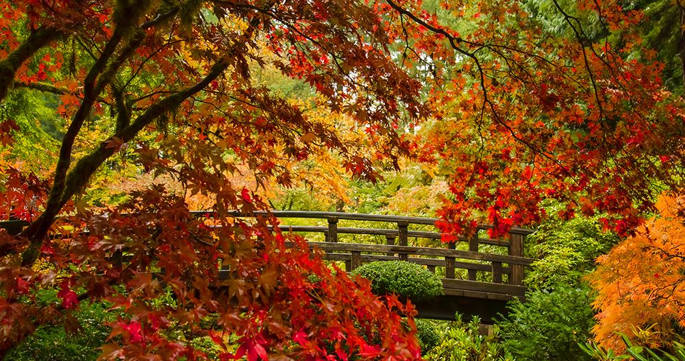 Moon Bridge Autumn Serenade art print by Don Schwartz for $57.95 CAD