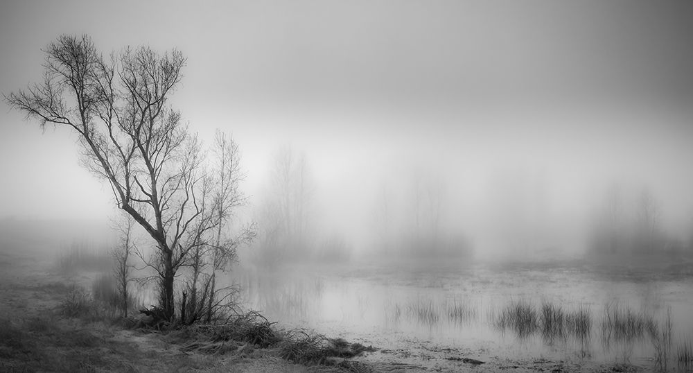 Misty Wetland art print by Don Schwartz for $57.95 CAD