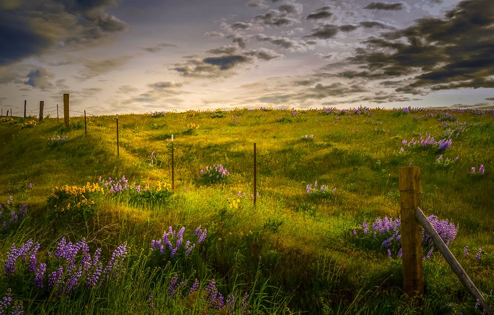 Wildflower Meadow art print by Don Schwartz for $57.95 CAD