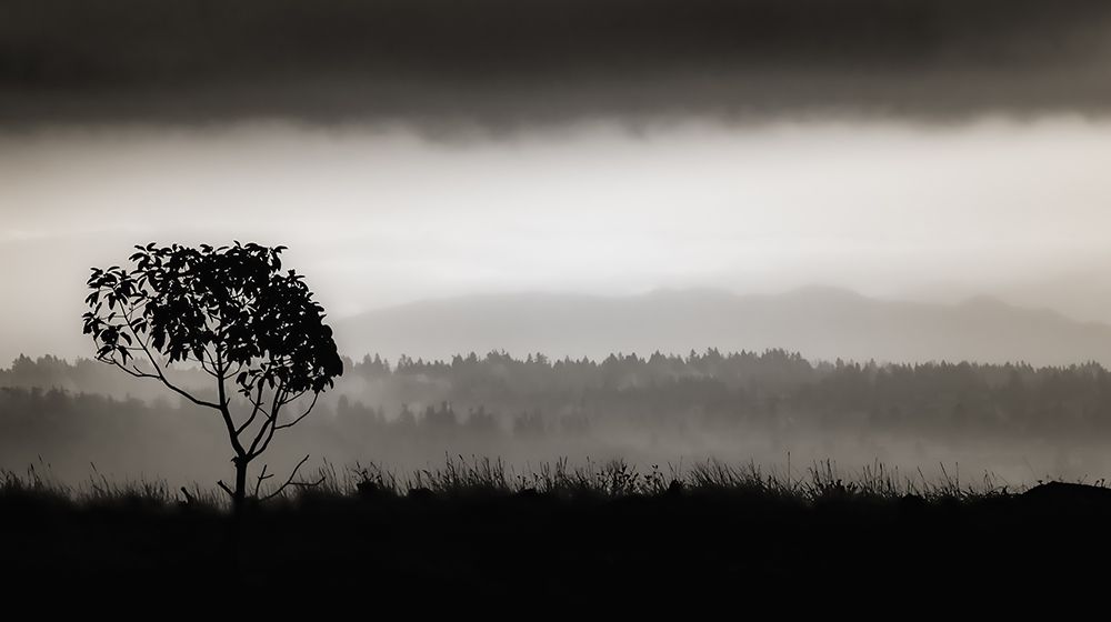 Lone Tree on Vashon art print by Don Schwartz for $57.95 CAD