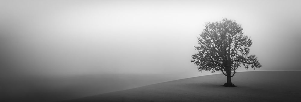 Lone Tree in the Fog art print by Don Schwartz for $57.95 CAD