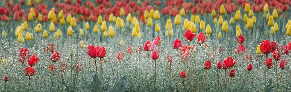 Dancing Tulips I art print by Don Schwartz for $57.95 CAD