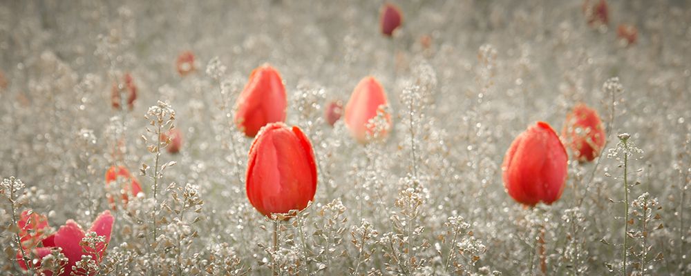 Dancing Tulips II art print by Don Schwartz for $57.95 CAD