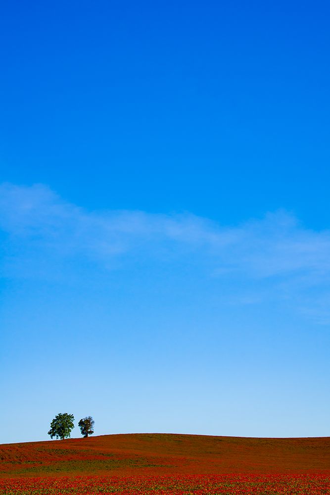 Red Carpet Blue Sky art print by Don Schwartz for $57.95 CAD