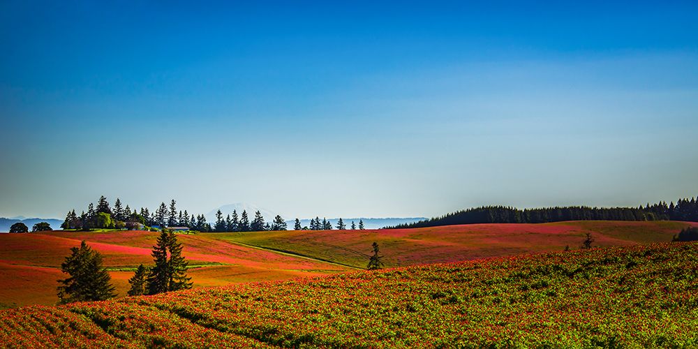 Crimson Morning art print by Don Schwartz for $57.95 CAD