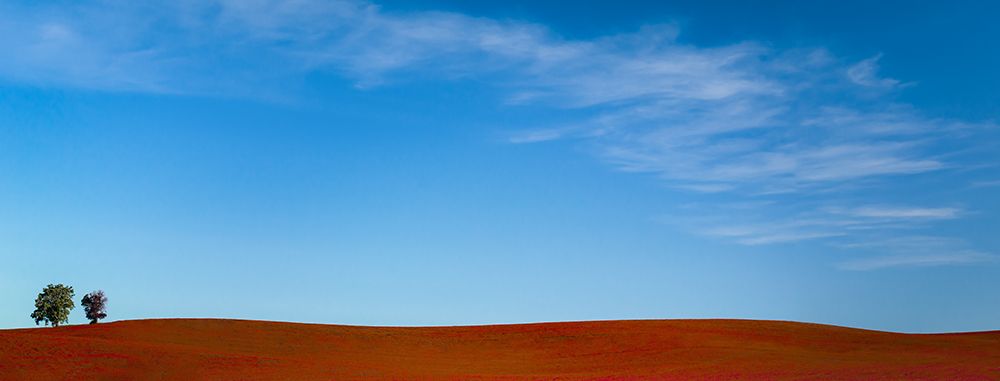 Two Trees in Crimson Clover art print by Don Schwartz for $57.95 CAD