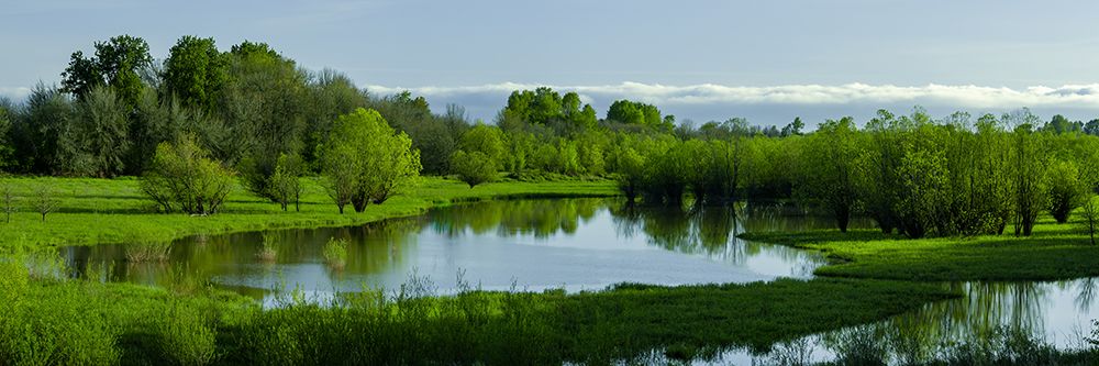 Lush Spring Wetland art print by Don Schwartz for $57.95 CAD