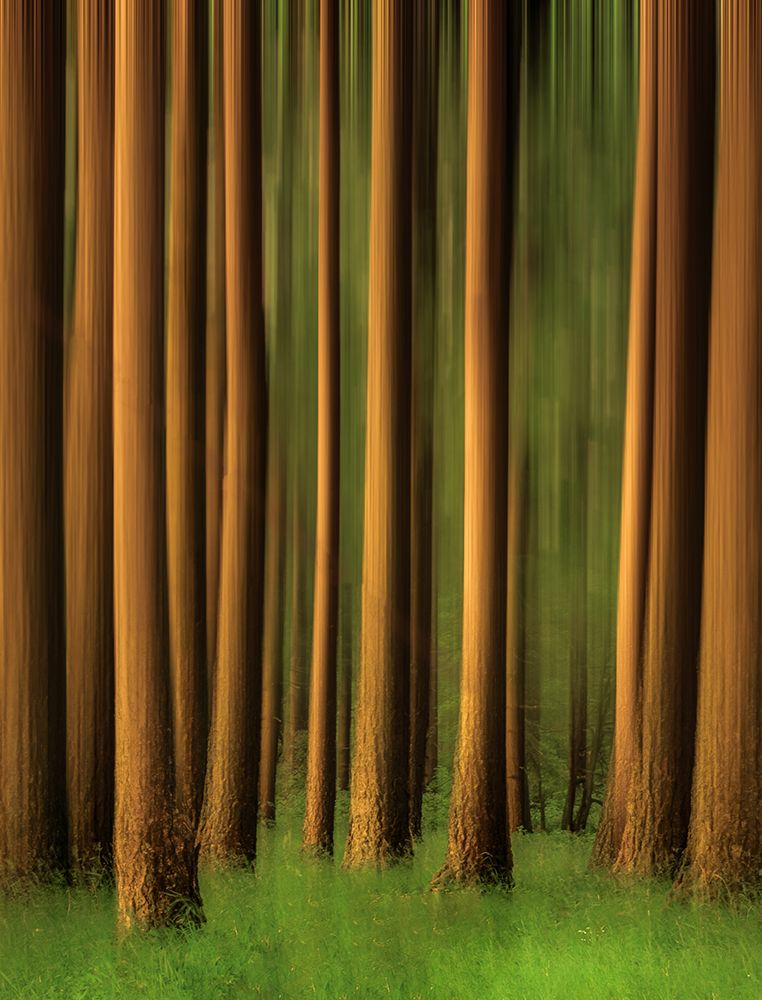Trunks art print by Don Schwartz for $57.95 CAD