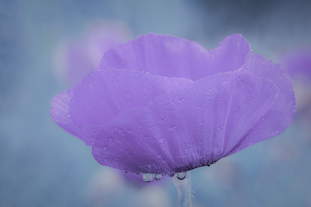 Purple Poppy art print by Don Schwartz for $57.95 CAD