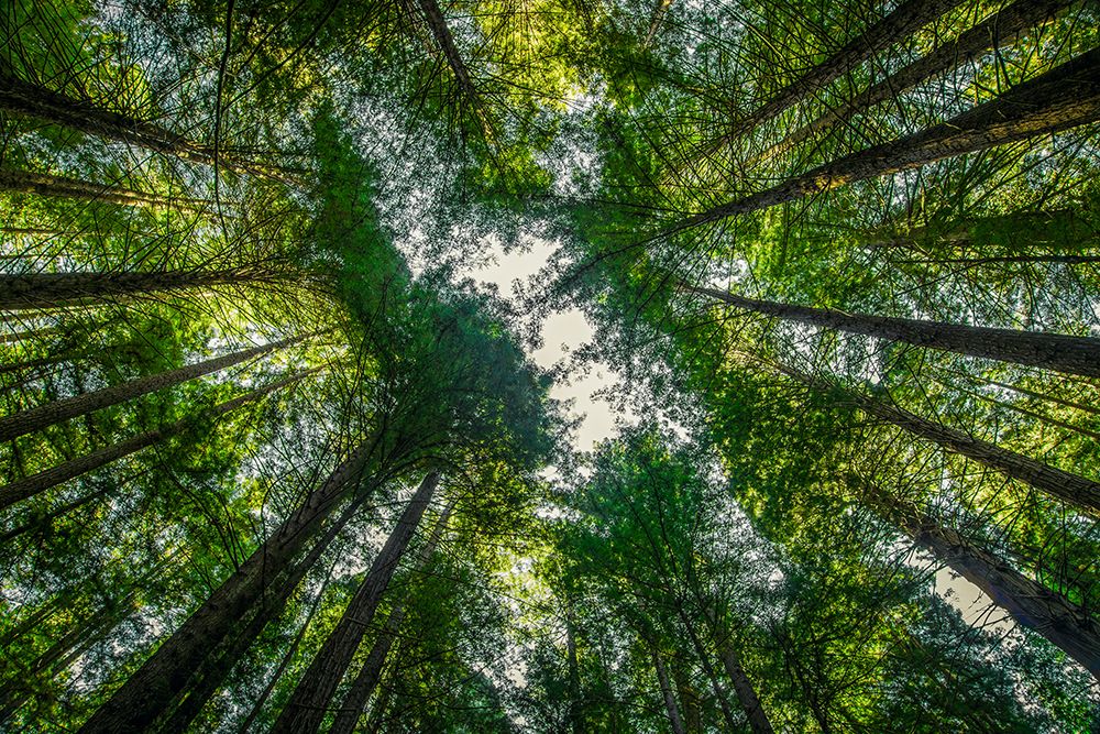 Redwood Canopy I art print by Don Schwartz for $57.95 CAD