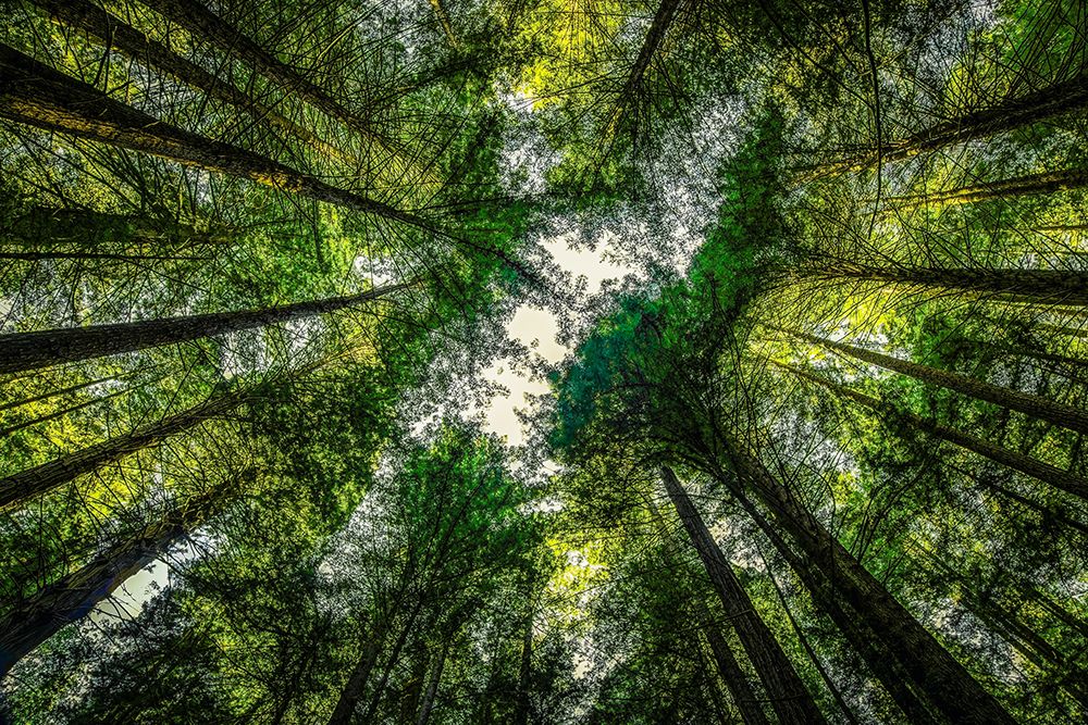 Redwood Canopy II art print by Don Schwartz for $57.95 CAD