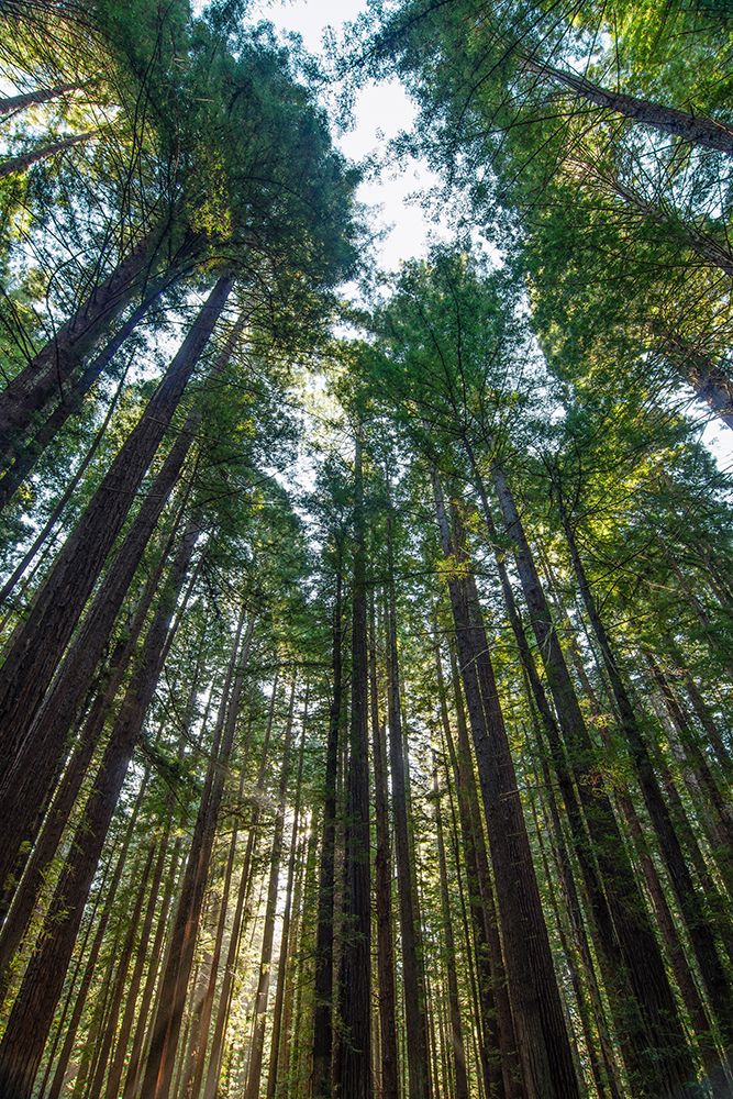 Redwoods Skyward art print by Don Schwartz for $57.95 CAD