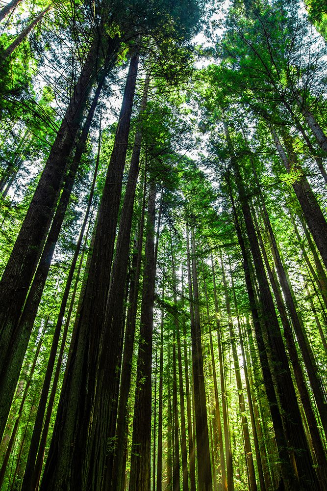 Tall and Slender Redwoods art print by Don Schwartz for $57.95 CAD
