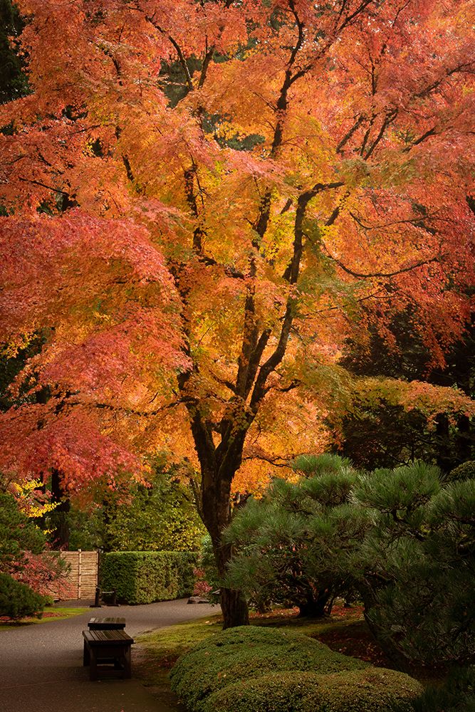Path Through the Garden art print by Don Schwartz for $57.95 CAD