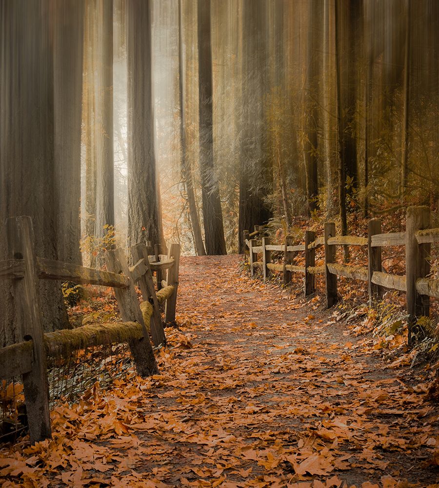 Leafy Path Through the Forest art print by Don Schwartz for $57.95 CAD