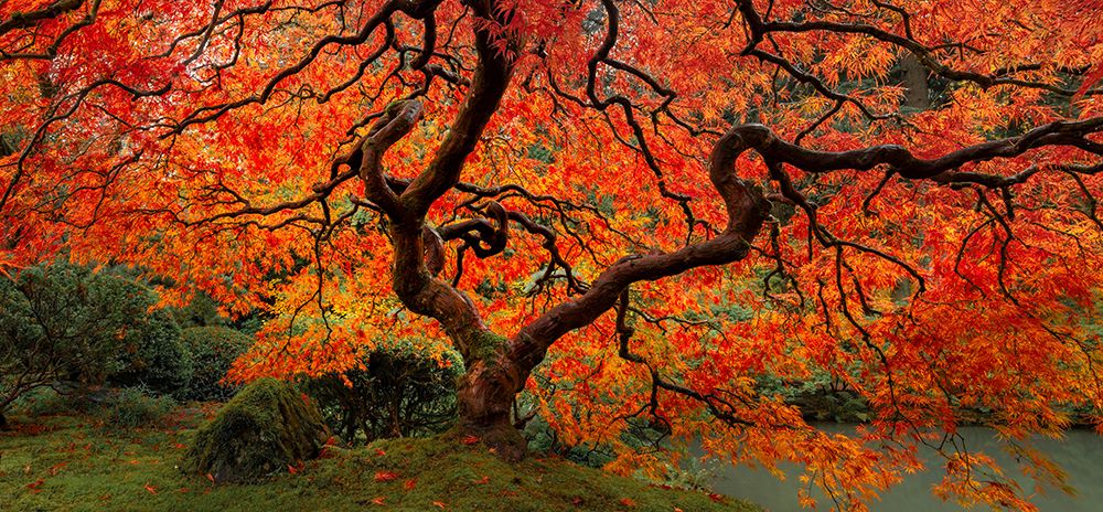 Red Maple art print by Don Schwartz for $57.95 CAD