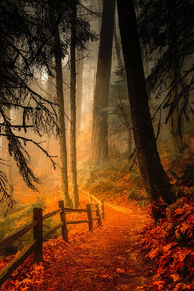 Leaves Through the Trees II art print by Don Schwartz for $57.95 CAD