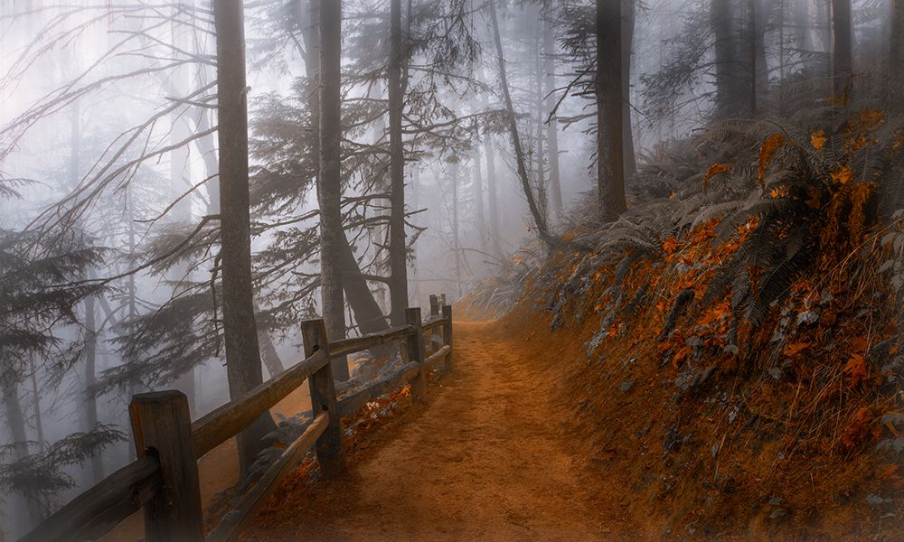 Autumn Fog in the Forest art print by Don Schwartz for $57.95 CAD