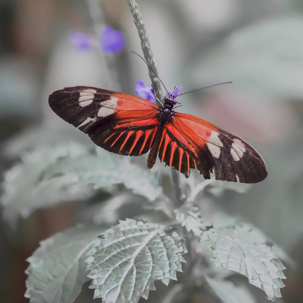 Butterfly in the Garden art print by Don Schwartz for $57.95 CAD