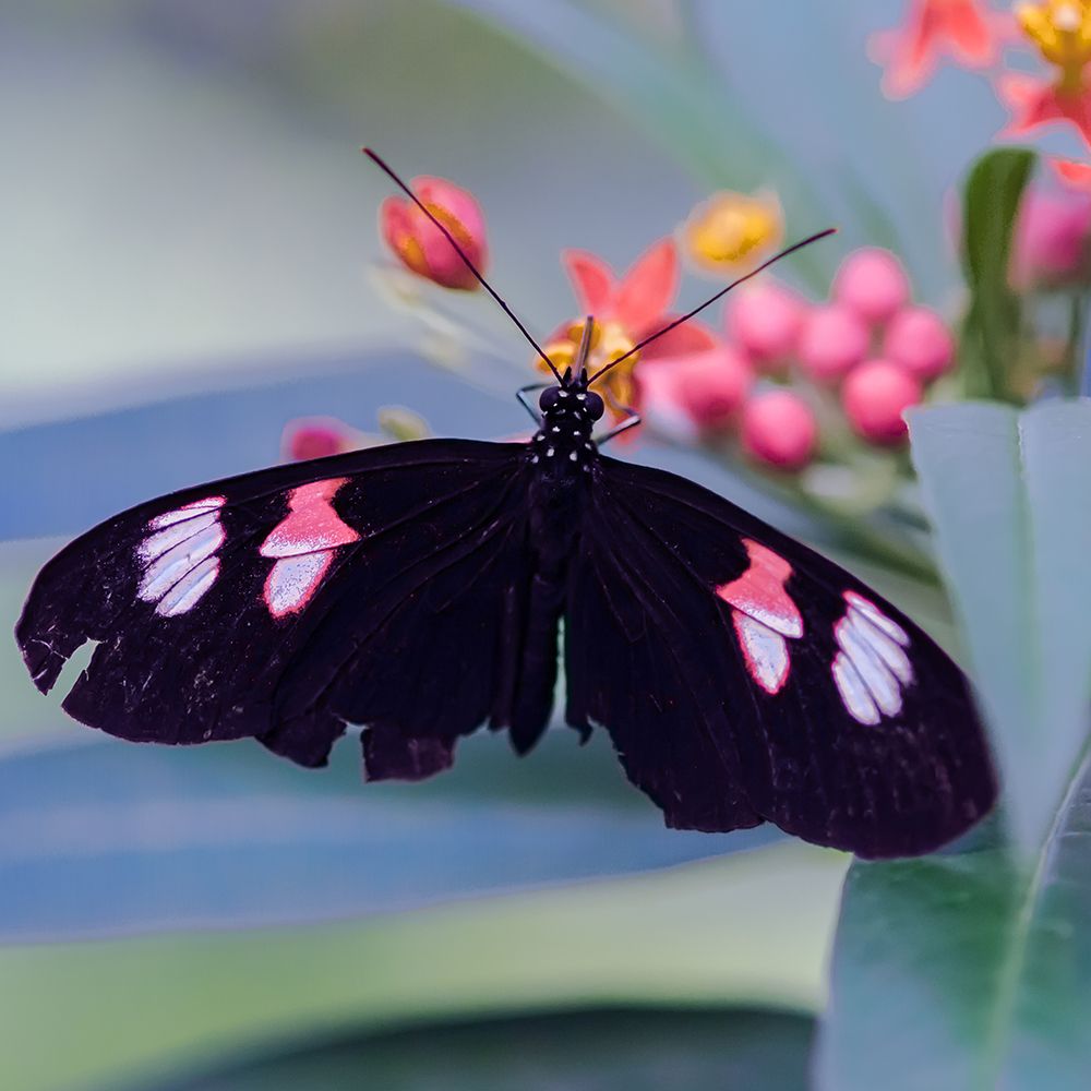 Resting Butterfly art print by Don Schwartz for $57.95 CAD