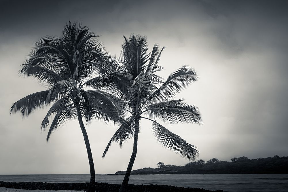 Two Palms art print by Don Schwartz for $57.95 CAD
