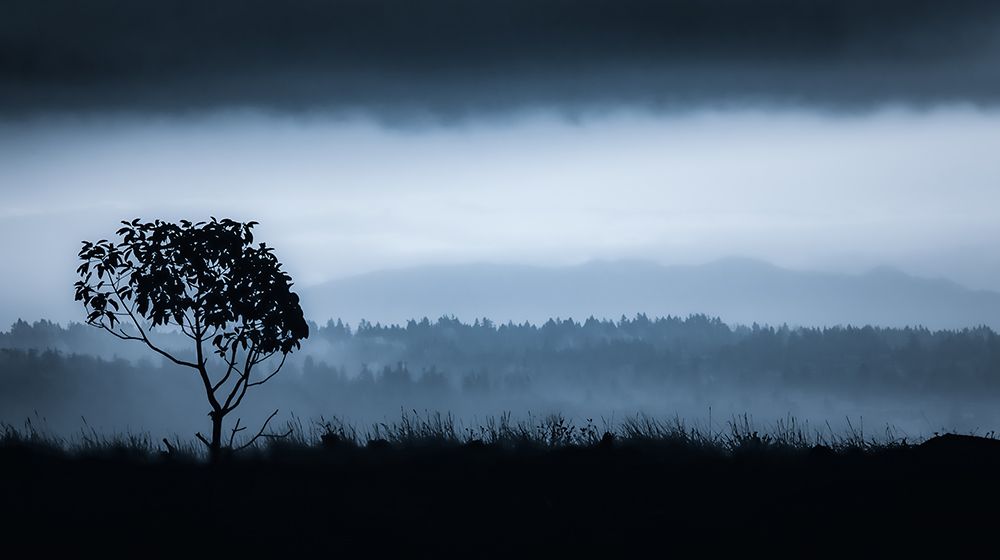 Lone Tree on Vashon art print by Don Schwartz for $57.95 CAD