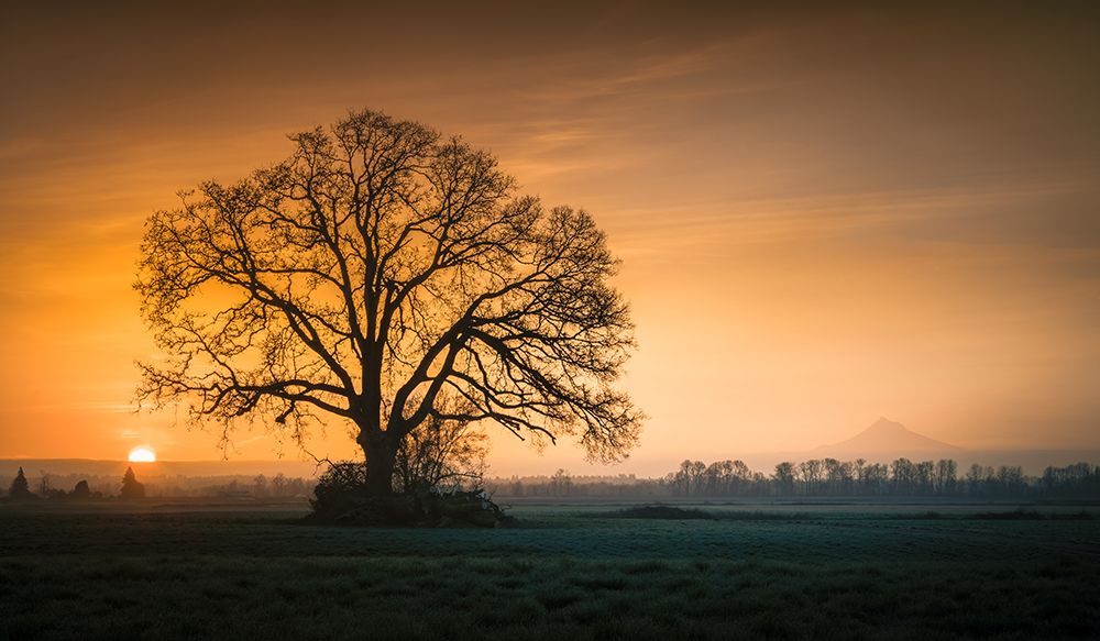 Tree and Mountain at Sunrise art print by Don Schwartz for $57.95 CAD