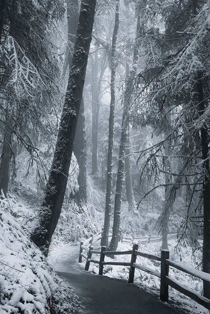 Through the Snowy Trees art print by Don Schwartz for $57.95 CAD