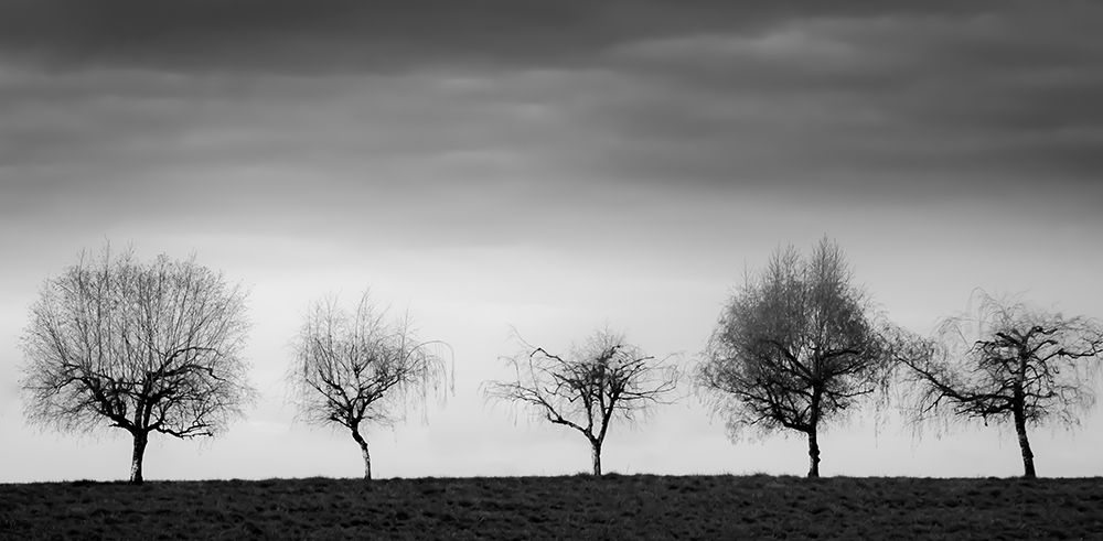 Trees in a Line art print by Don Schwartz for $57.95 CAD