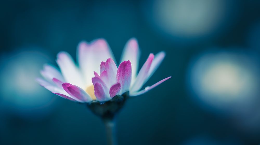 Daisy in Blue art print by Don Schwartz for $57.95 CAD
