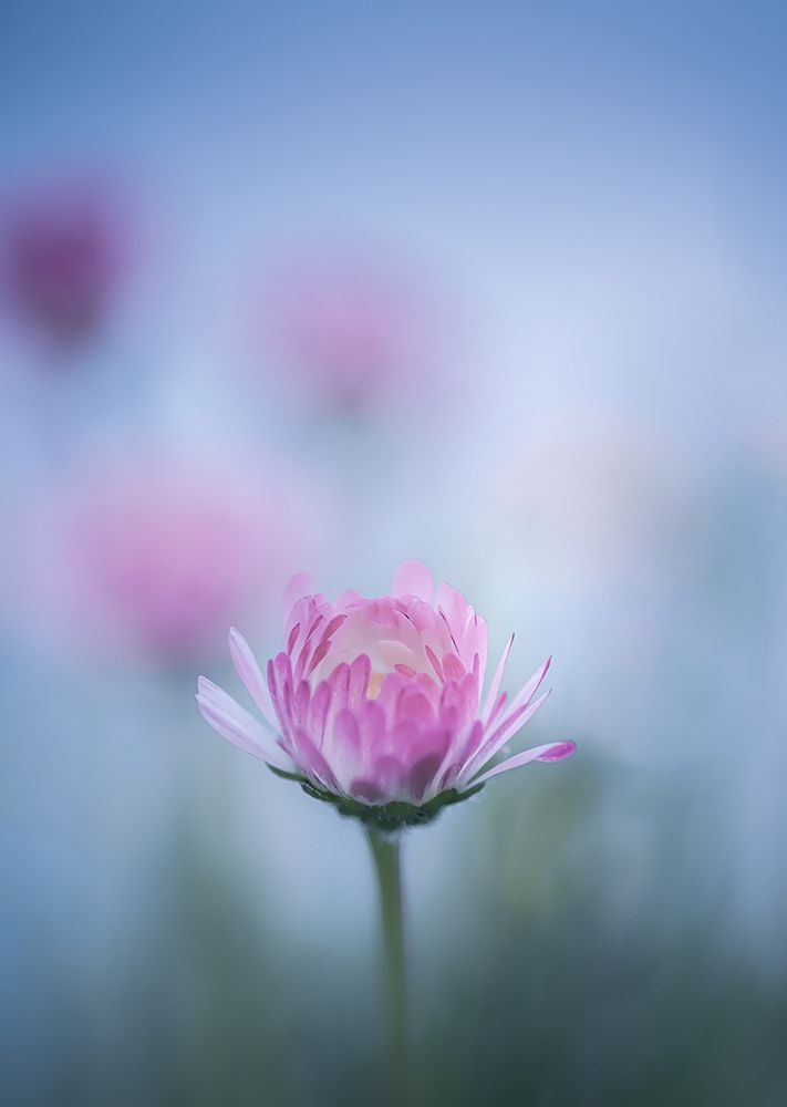 Magenta Daisy art print by Don Schwartz for $57.95 CAD