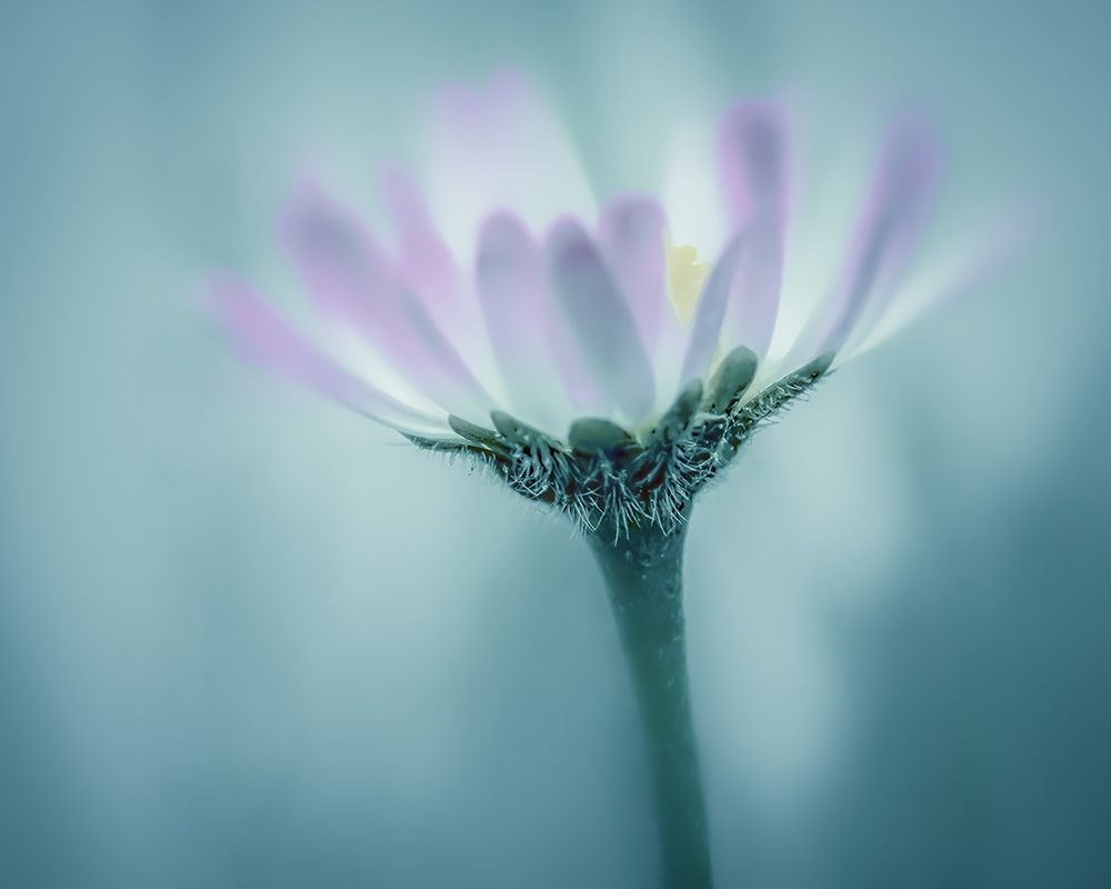 Soft Spring Daisy art print by Don Schwartz for $57.95 CAD