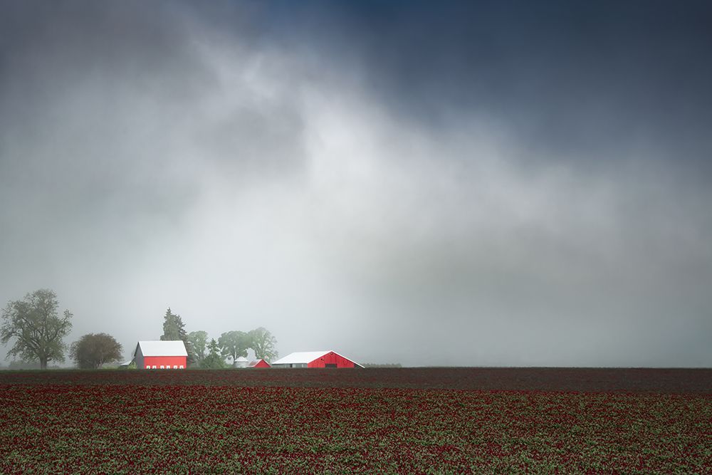 Foggy Spring Morning in the Country I art print by Don Schwartz for $57.95 CAD